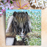 shetland pony greeting card