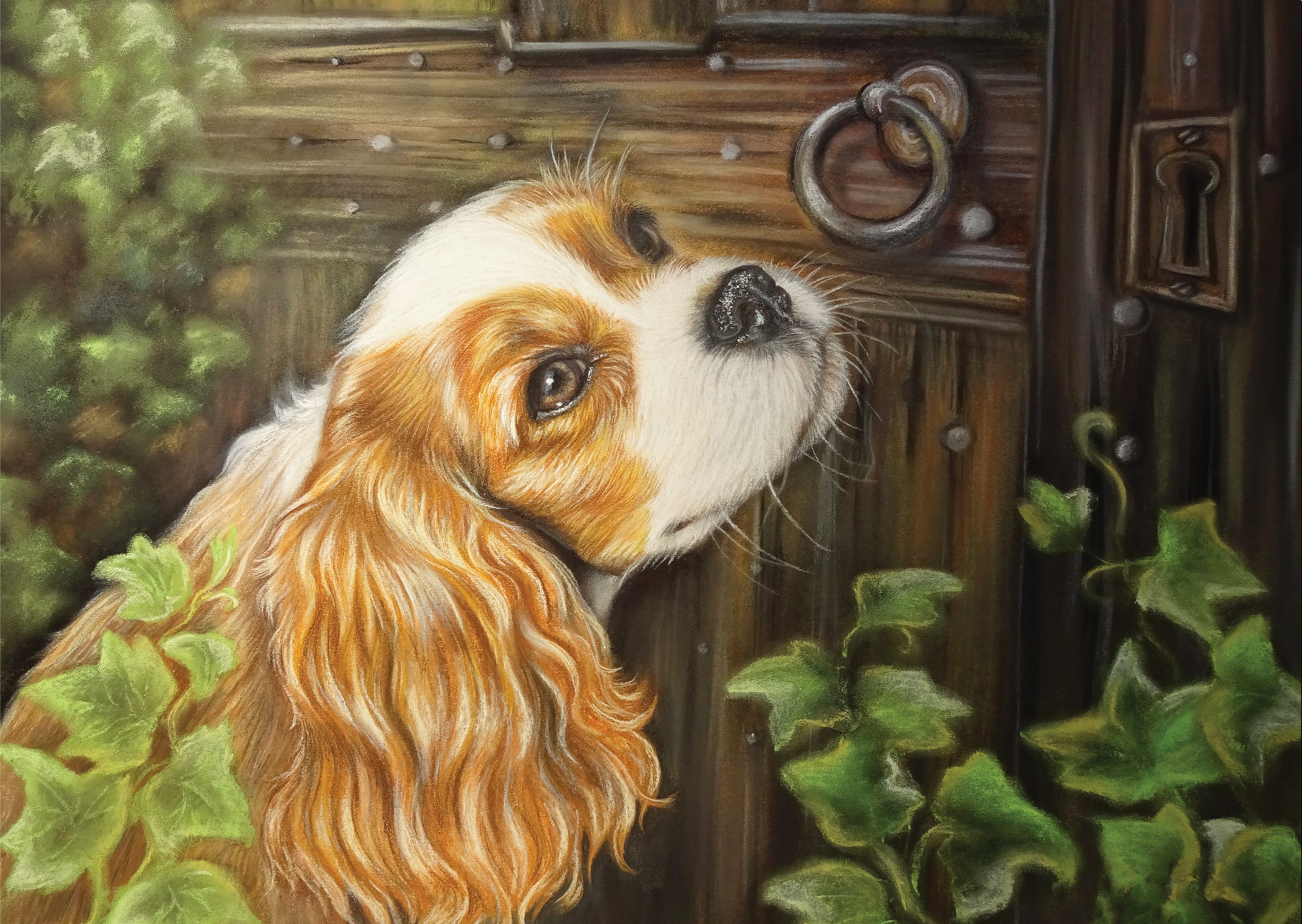 Cavalier King Charles Spaniel picture