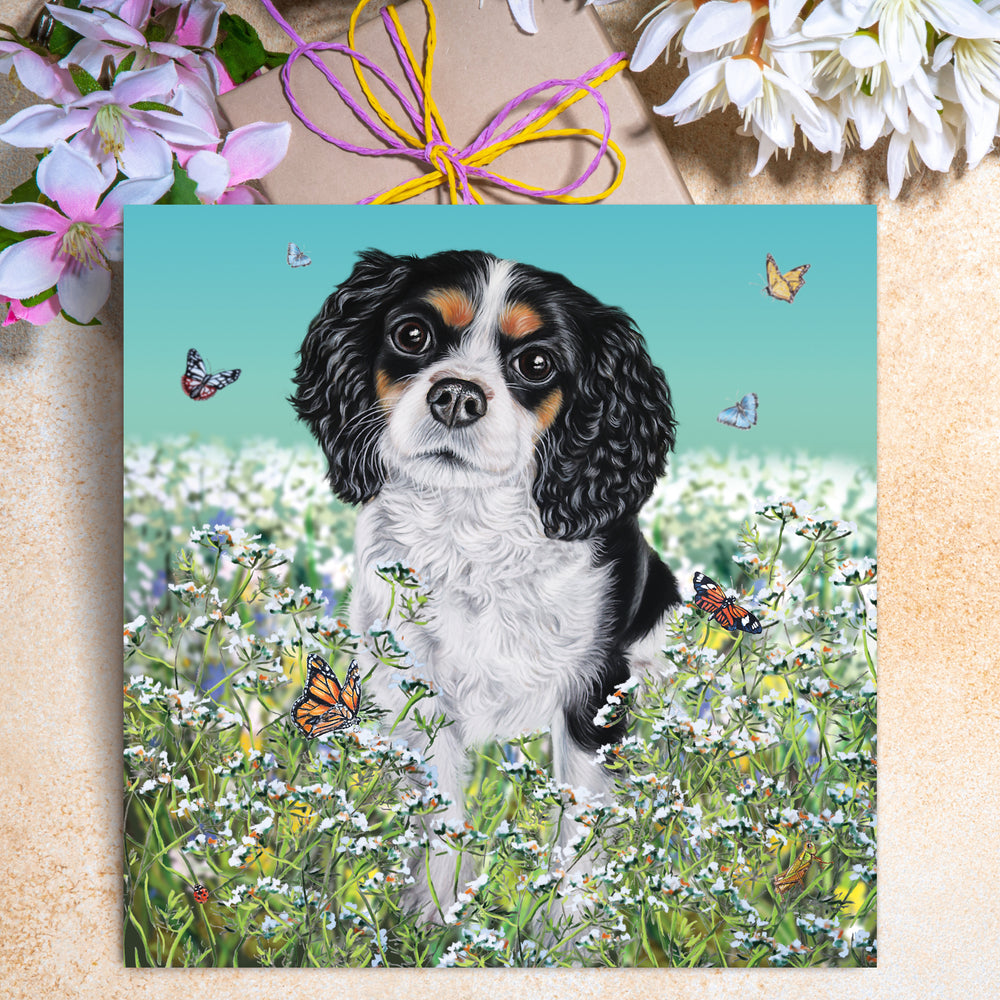 tri-colour spaniel