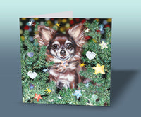 christmas card Chihuahua