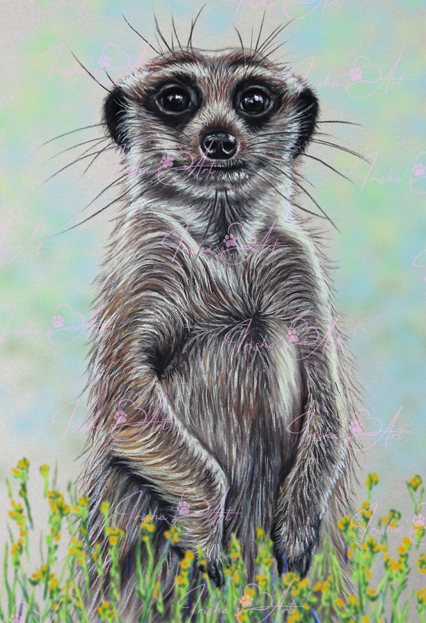 meerkat art prints
